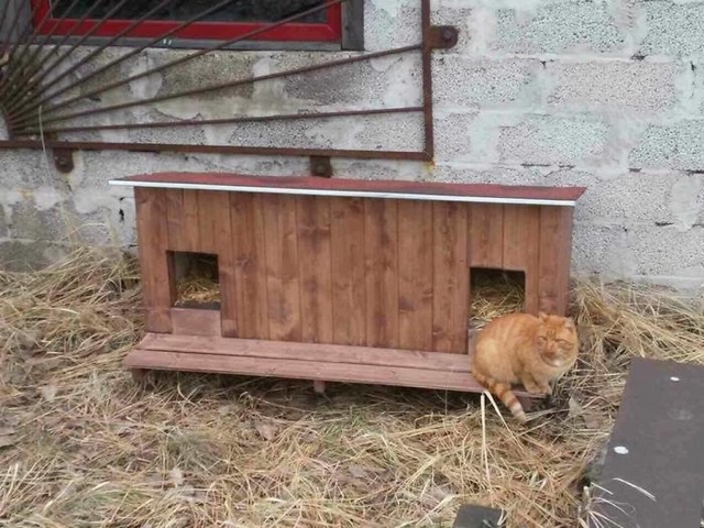 V Rize staví pro toulavé kočky dřevěné domečky