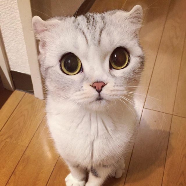 Fotolnek: Hana - koka okat