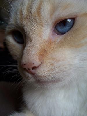 Veterinrn poradna: Uvdomuje si koka sebe samu?