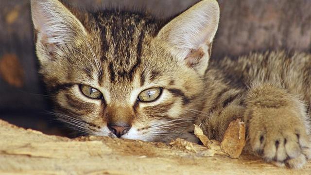 Veterinární poradna: Akutní selhání autoimunitního systému kočky