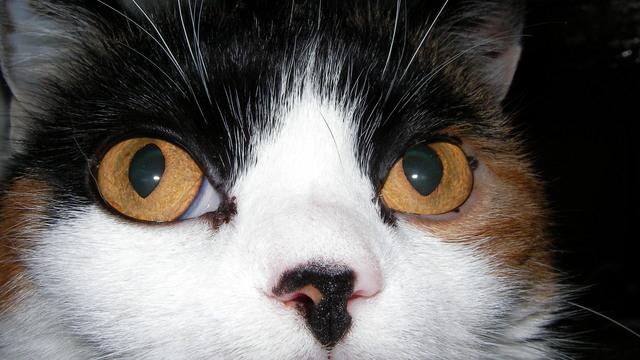 Veterinární poradna: Co na podporu imunity koček?