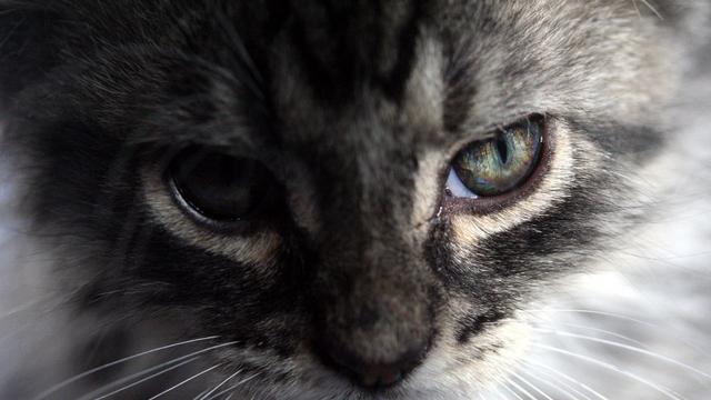 Veterinrn poradna: Za jak dlouho podit novou koiku