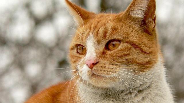 Veterinární poradna: Dieta Hill's C/D a přesto má kocour stále struvity