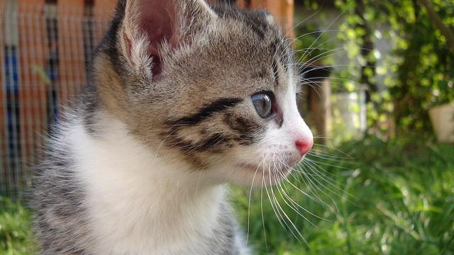 Veterinární poradna: Kočka jen na víkend