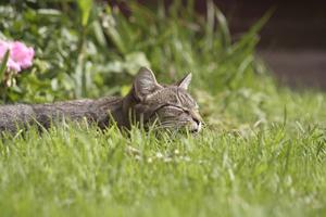Veterinární poradna: Kocour je stále hubený - může to být štítnou žlázou?