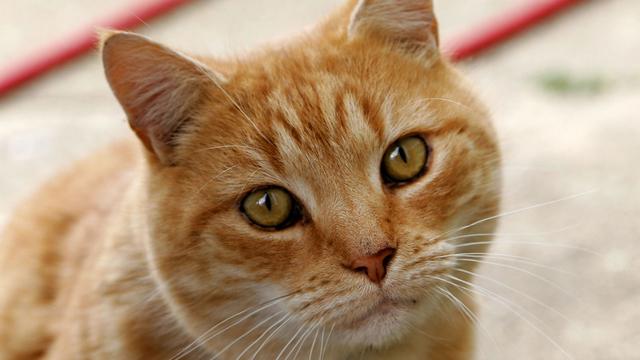 Veterinární poradna: Kocour se začal chovat agresivně