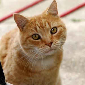 Veterinrn poradna: chovn kocoura