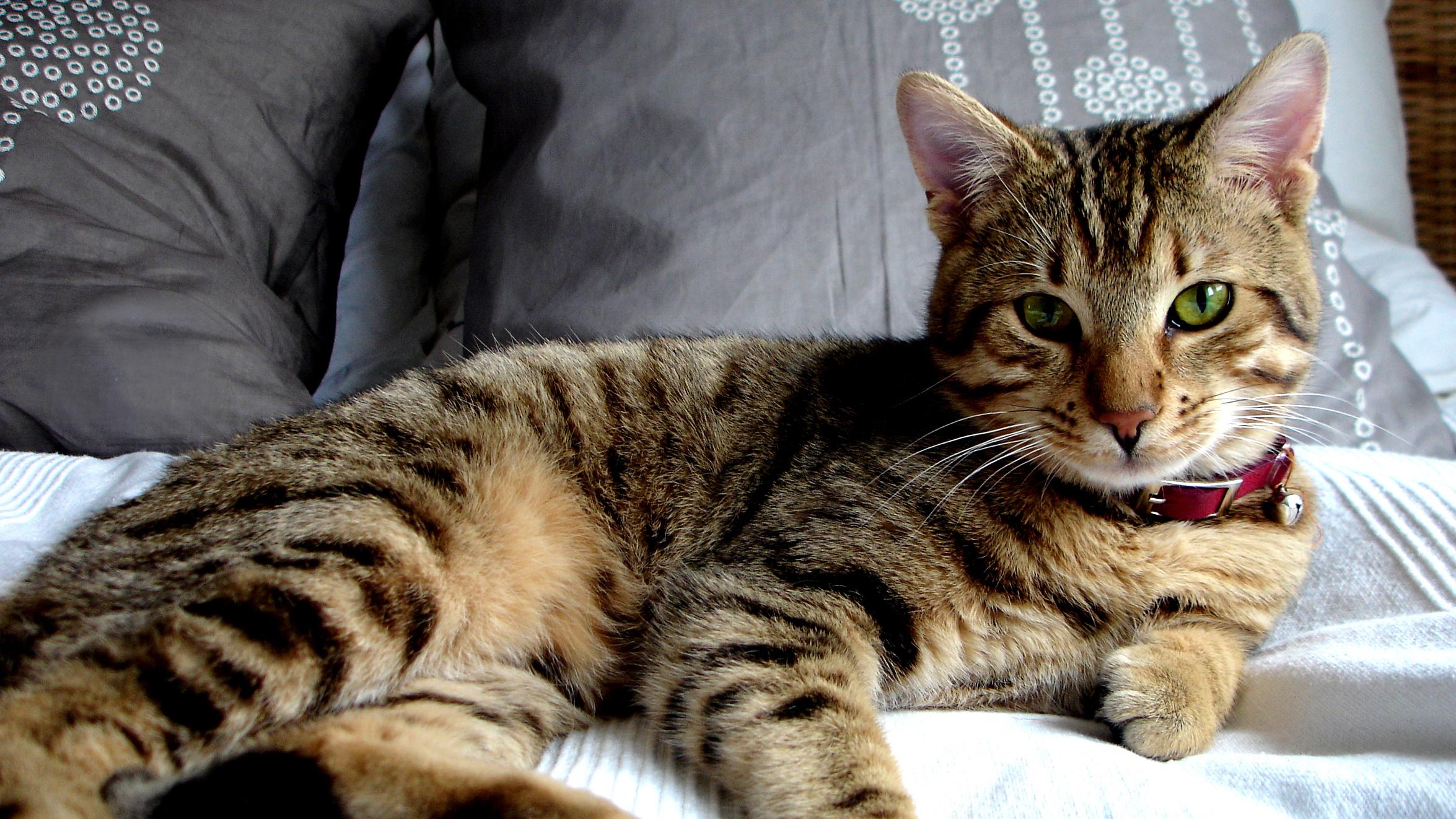 Veterinární poradna: pomočování u staršího kocoura