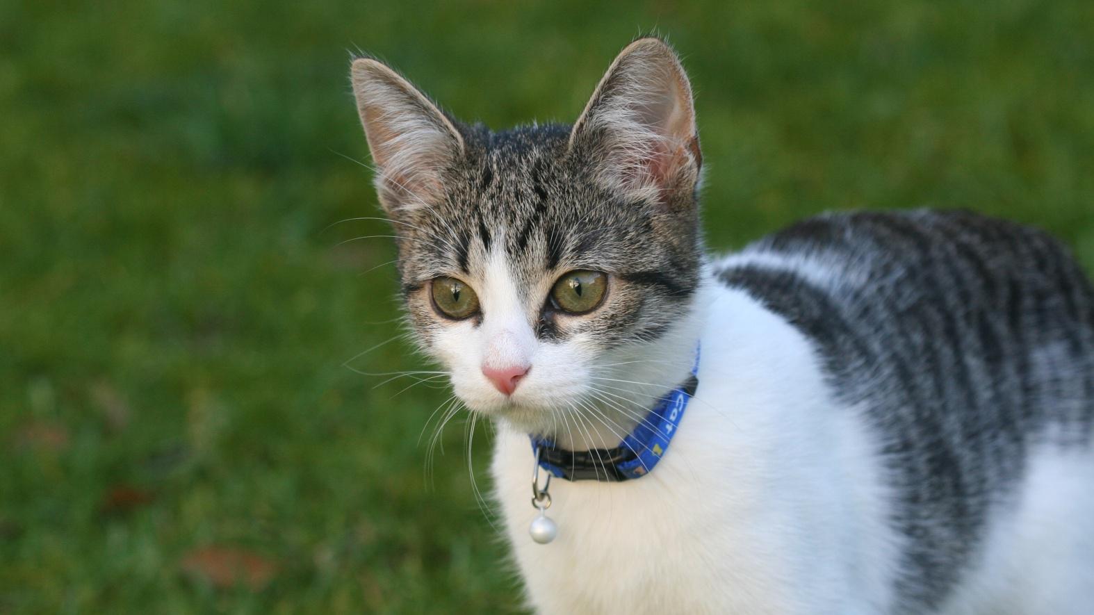 Veterinrn poradna: zpach z tlamiky