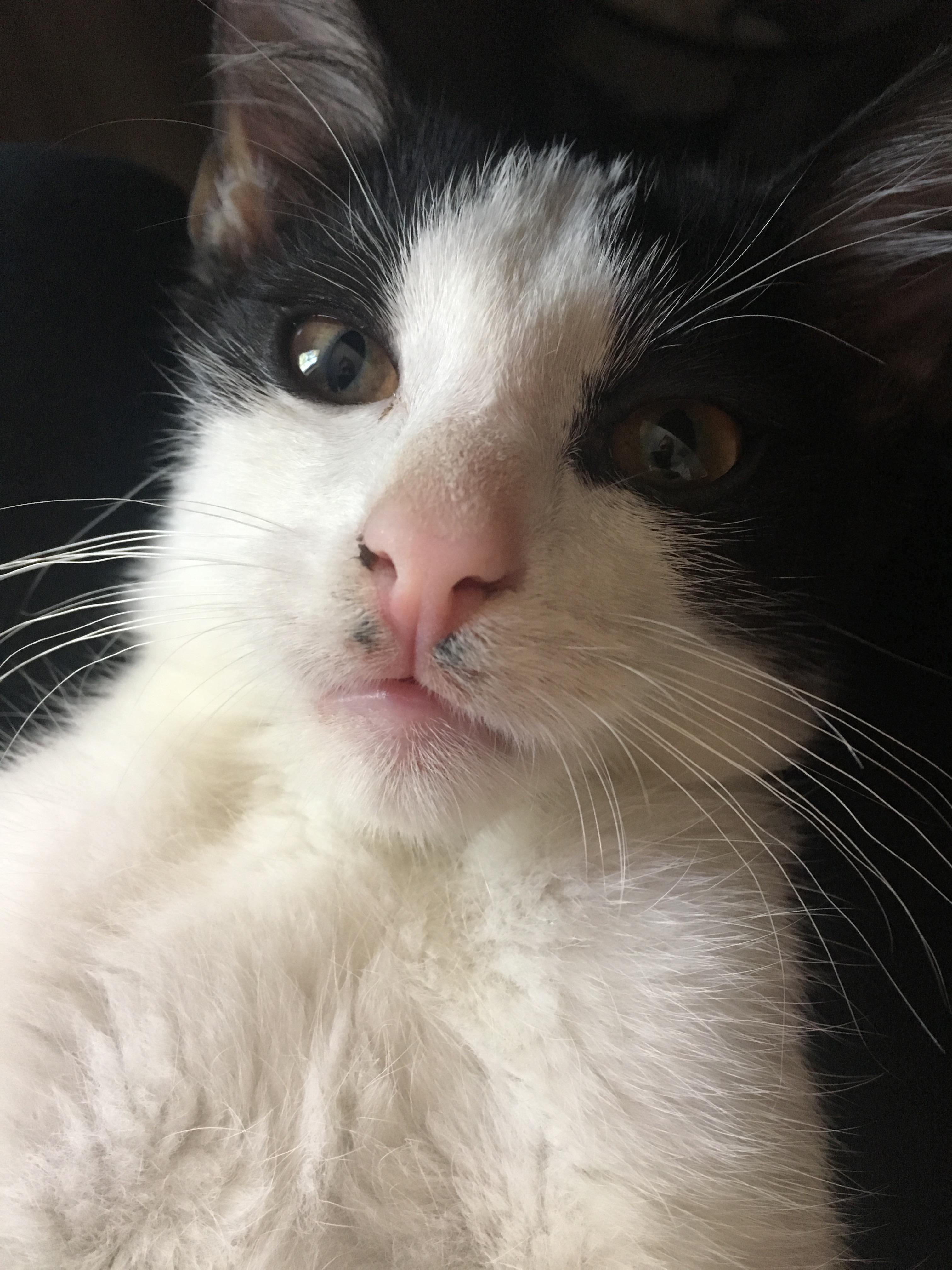 Veterinární poradna: Flíčky u nosánku