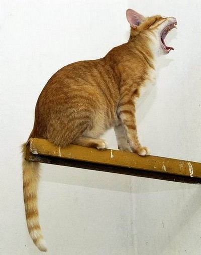 Šafránek