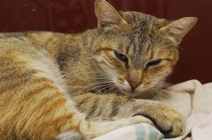 Liška